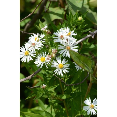 Symphyotrichum lanceolatum
