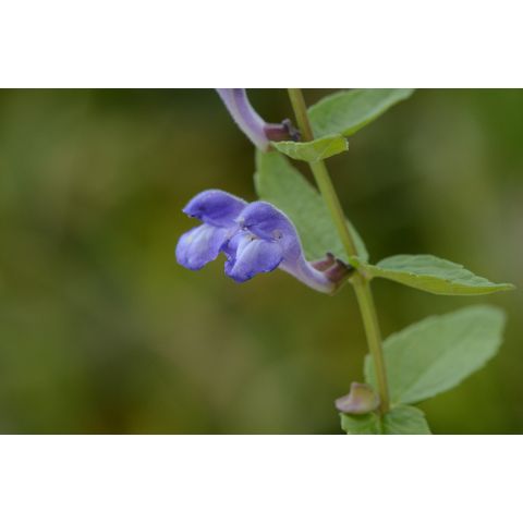 Scutellaria galericulata