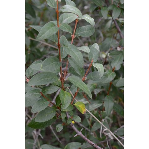 Shepherdia canadensis