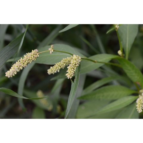 Polygonum lapathifolium