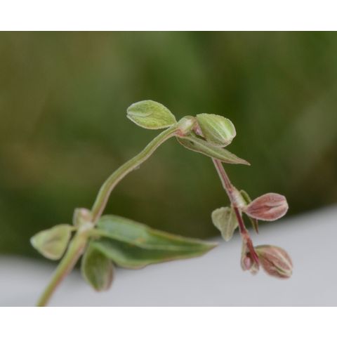 Polygonum convolvulus