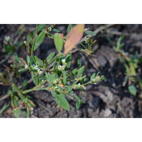 Polygonum aviculare