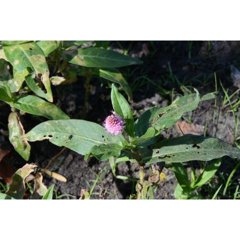 Polygonum amphibium