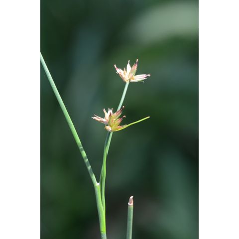 Juncus nodosus