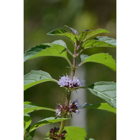 Mentha arvensis