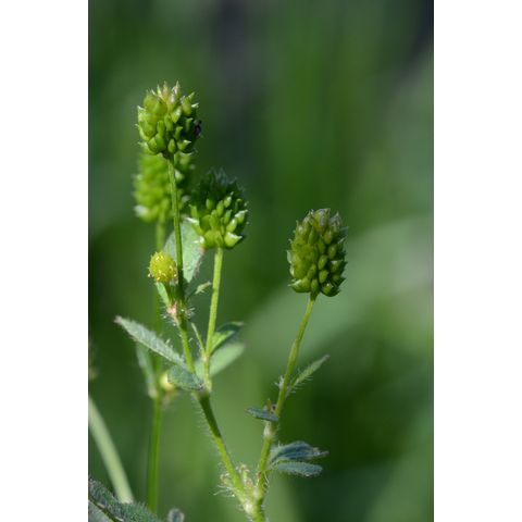 Ranunculus pensylvanicus