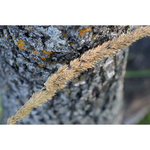 Calamagrostis stricta