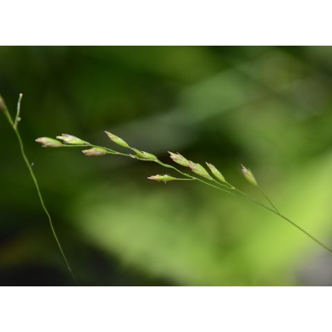 Poa palustris