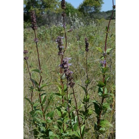 Agastache foeniculum