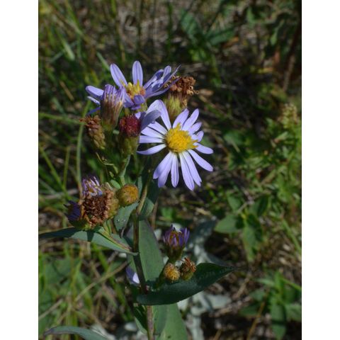 Symphyotrichum laeve
