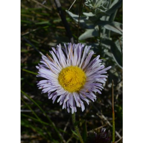Erigeron glabellus