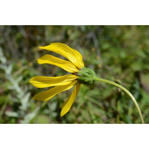 Helianthus pauciflorus