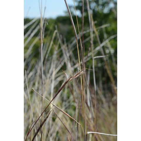 Schizachyrium scoparium