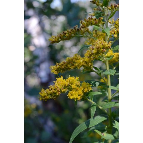 Solidago canadensis