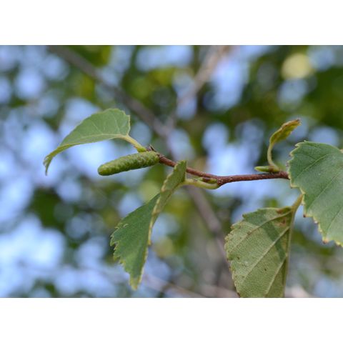 Betula occidentalis