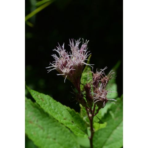 Eutrochium maculatum