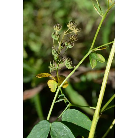 Thalictrum dasycarpum