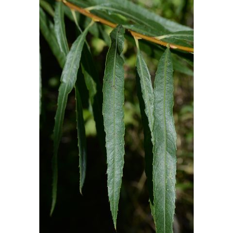 Salix exigua
