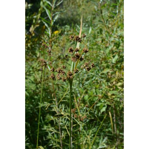 Scirpus pallidus