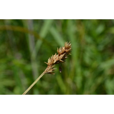 Carex brevior