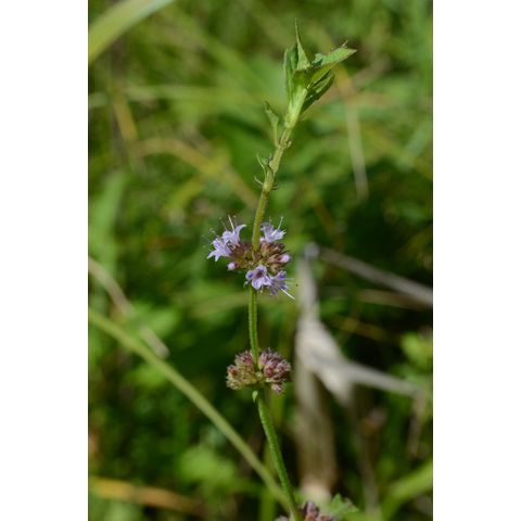 Mentha arvensis