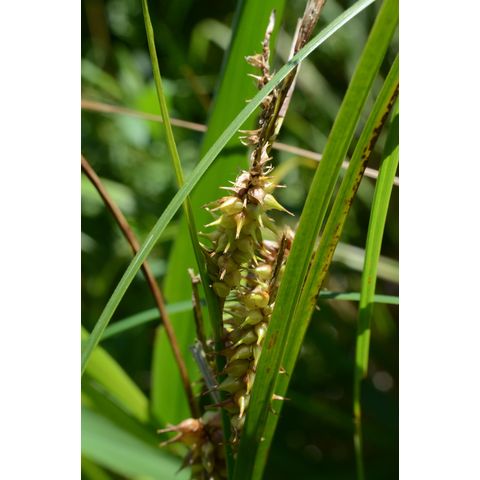 Carex retrorsa