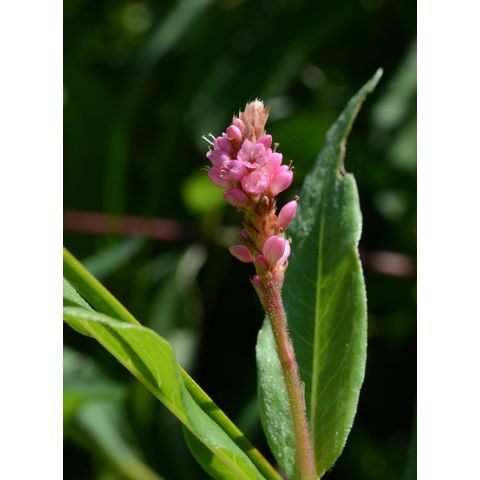 Polygonum amphibium