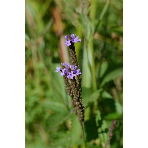 Verbena hastata