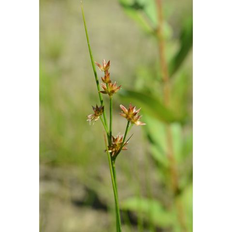 Juncus nodosus