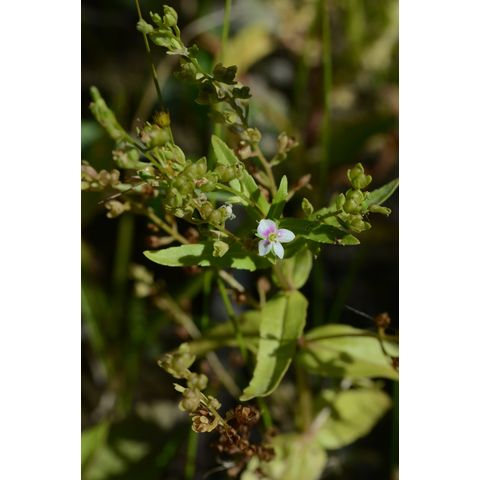 Veronica anagallis-aquatica