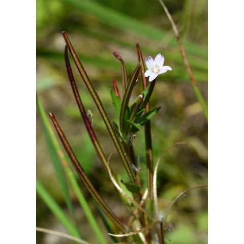 Epilobium ciliatum