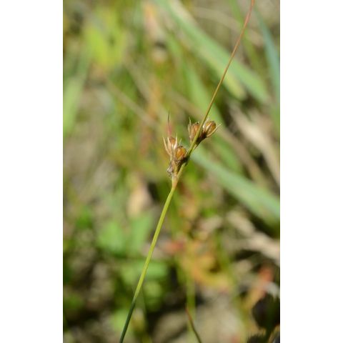 Juncus dudleyi