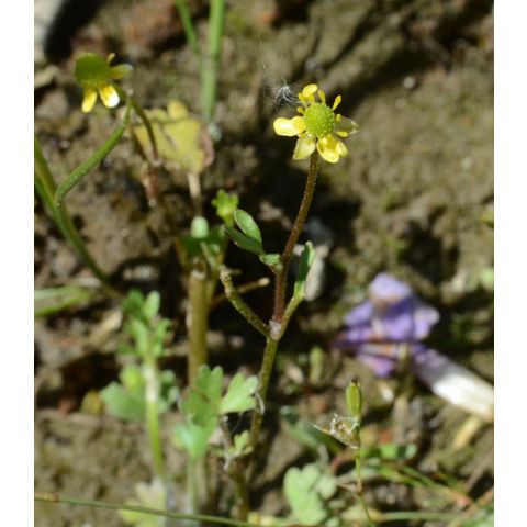 Ranunculus gmelinii