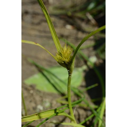 Carex sychnocephala
