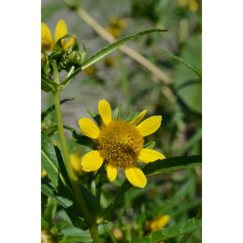 Bidens cernua