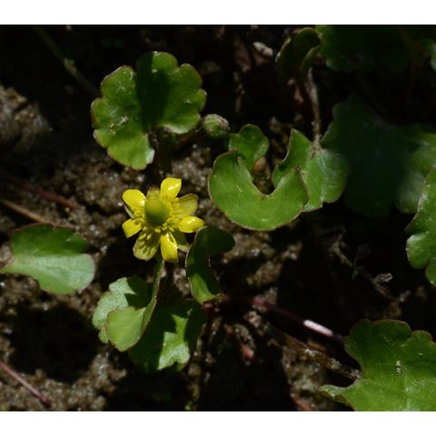 Ranunculus cymbalaria