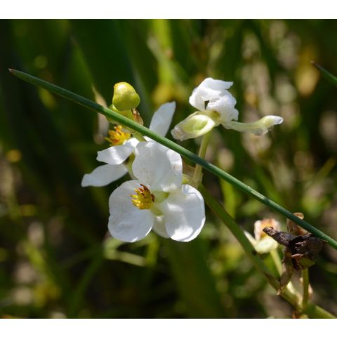 Sagittaria cuneata