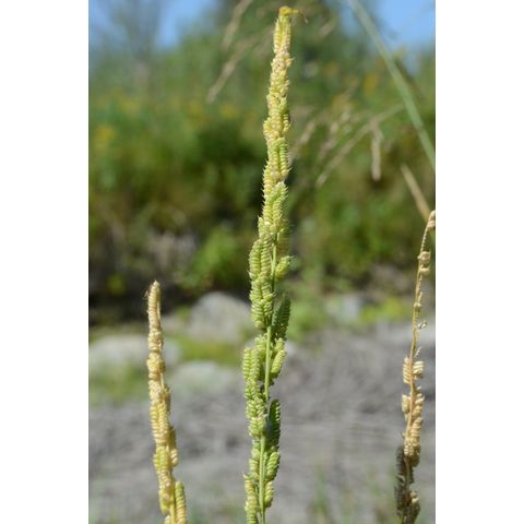 Beckmannia syzigachne