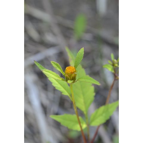 Bidens frondosa