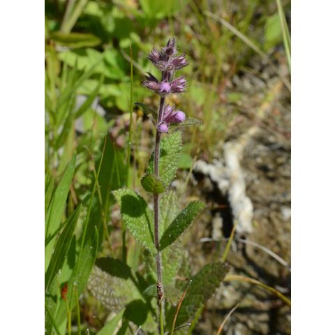 Stachys palustris