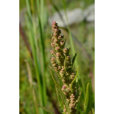Chenopodium rubrum