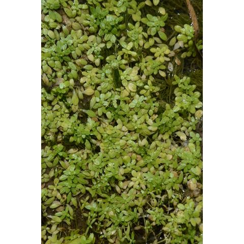 Callitriche palustris