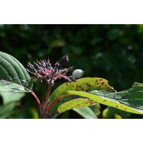 Cornus sericea