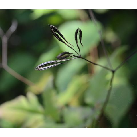Osmorhiza longistylis