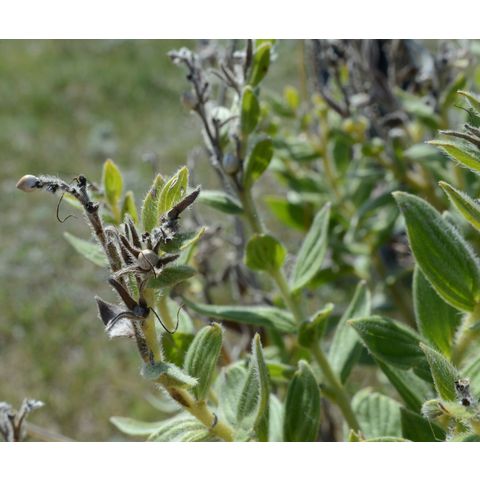 Onosmodium bejariense