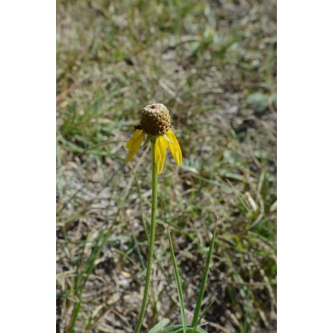 Ratibida columnifera