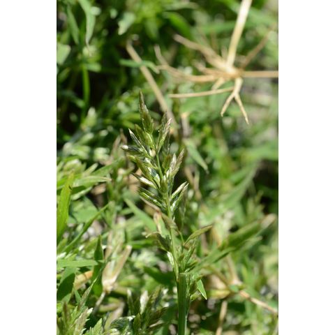 Eragrostis hypnoides