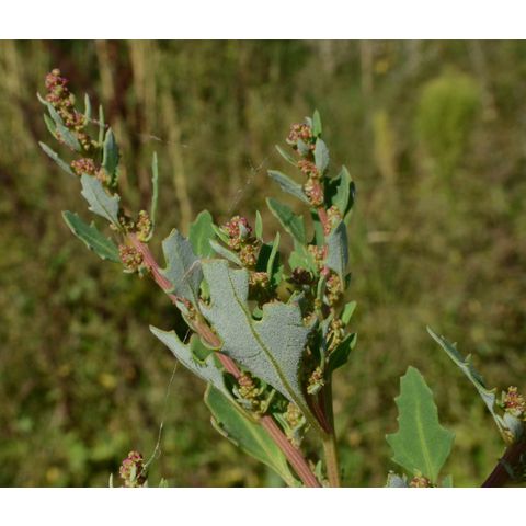 Chenopodium glaucum