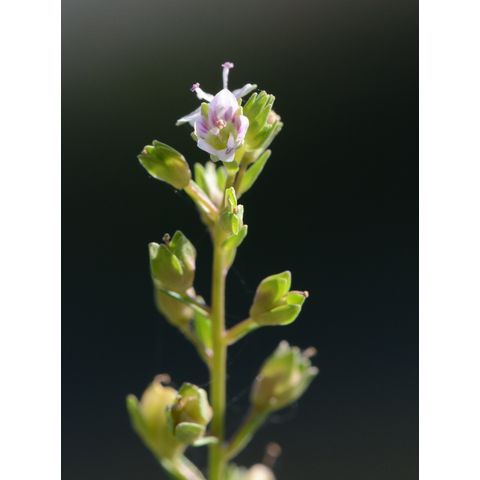 Veronica anagallis-aquatica