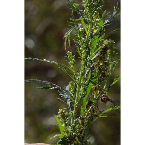 Artemisia biennis